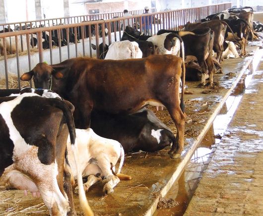 गाईपालनवाट बार्षिक १० लाख आम्दानी