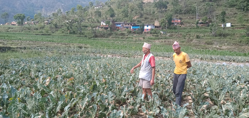 लकडाउनका कारण जलजलाको तरकारी बारीमै कुहियो