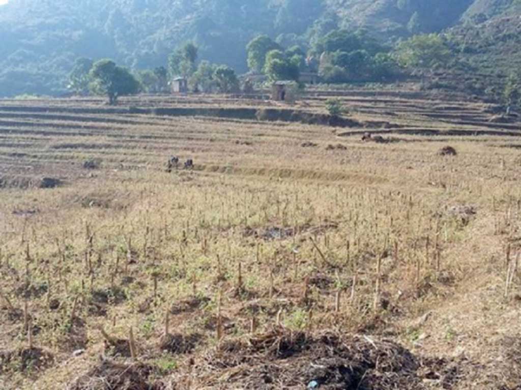 सिँचाइको अभावमा खेतीयोग्य जमीन बाँझै