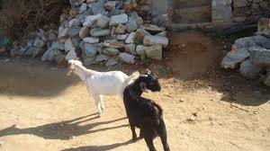 मध्यरातमा बाख्रा चोरी