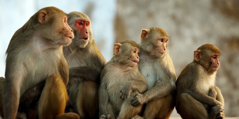 पर्वतको पैयुँमा बाँदर नियन्त्रणको योजना
