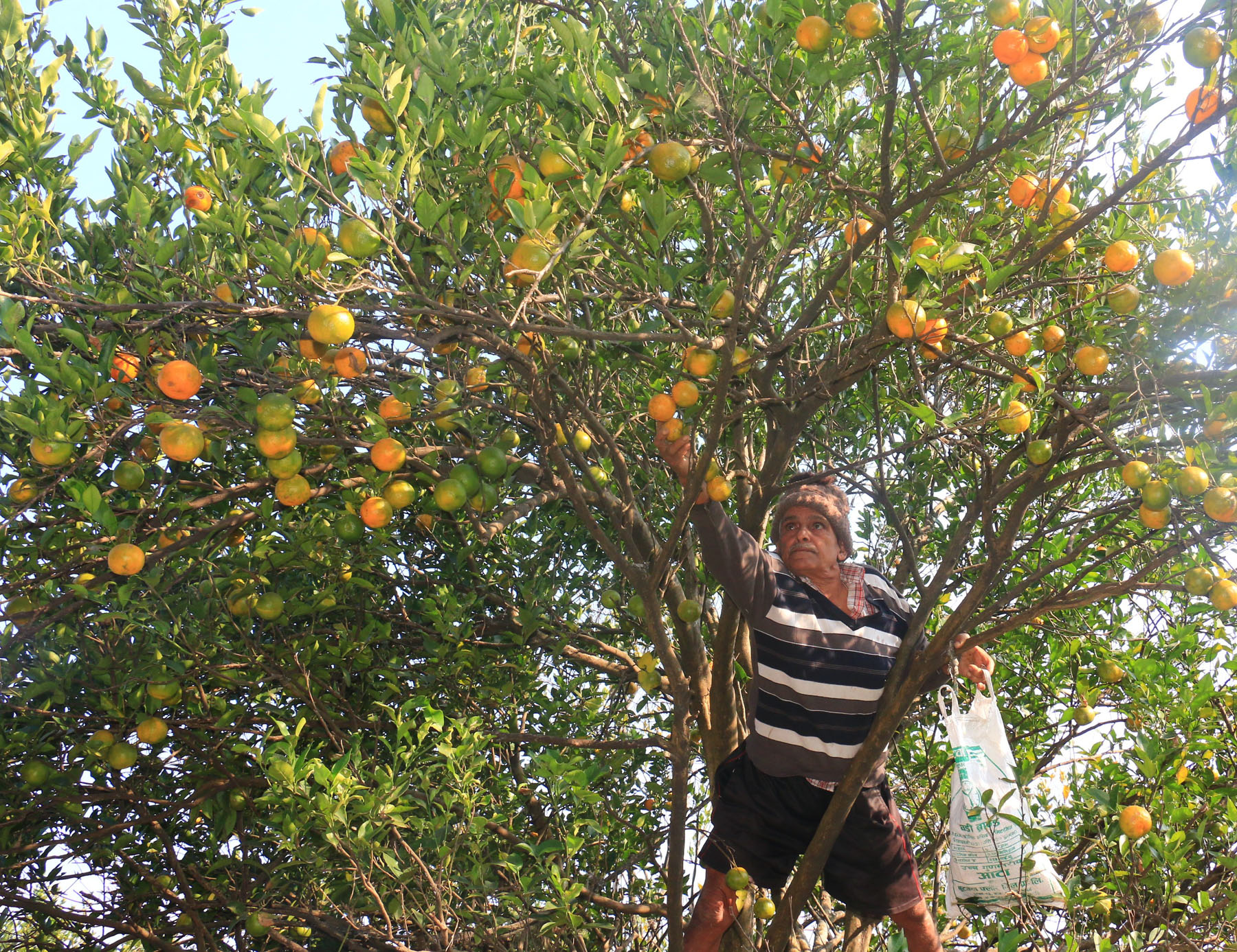 पर्वतमा बाँसखर्कको सुन्तलामा औँसा किरा