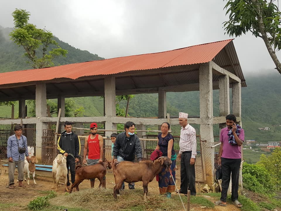 महाशिलामा पशुपालनमा अनुदान