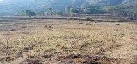 सिँचाइको अभावमा खेतीयोग्य जमीन बाँझै